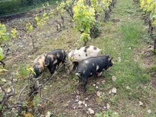 New Zealand Kunekune Pigs Help Tend French Vineyard